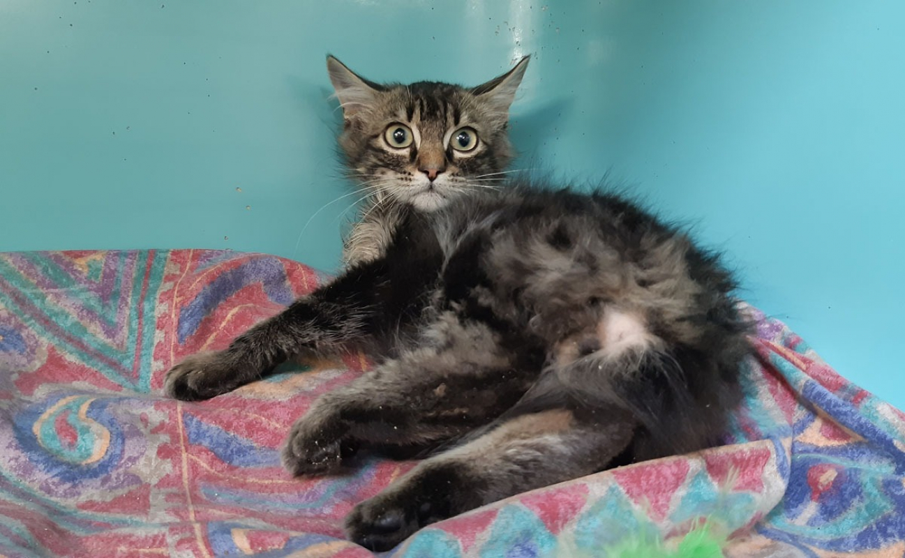 Photo #3 de Chapiteau