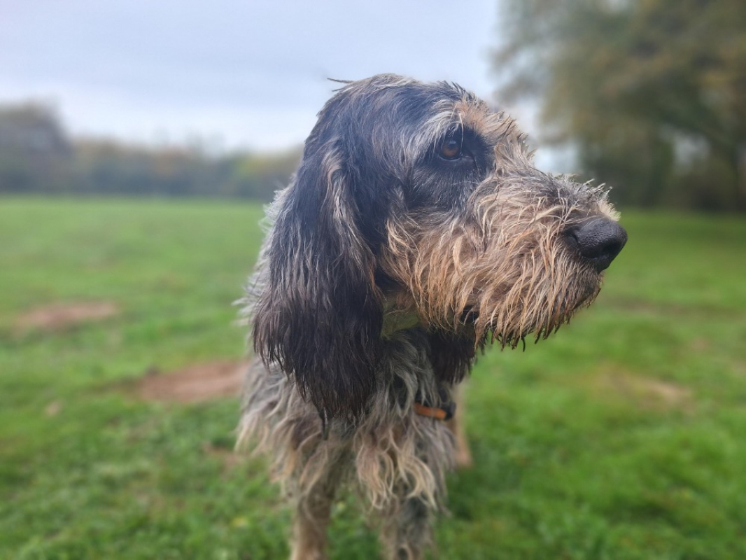 Photo #10 de Bourvil