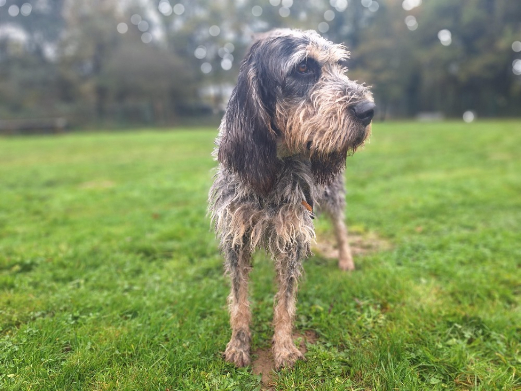 Photo #11 de Bourvil