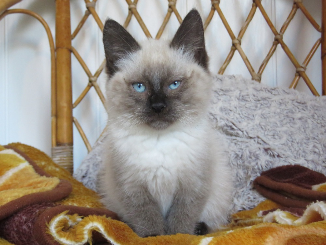 Photo #1 de Apolline