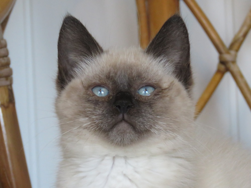 Photo #2 de Apolline