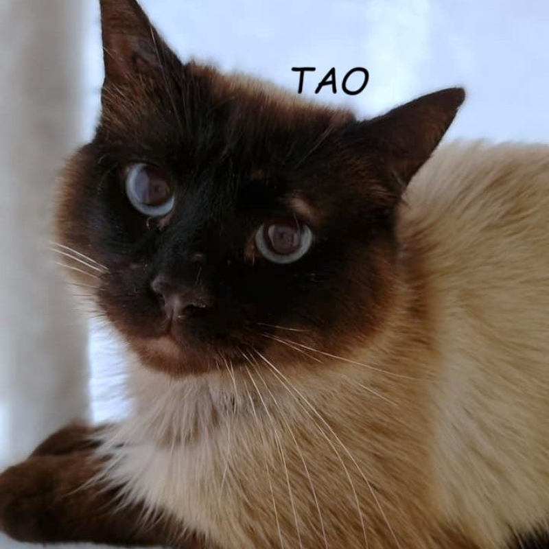 Photo de Tao
