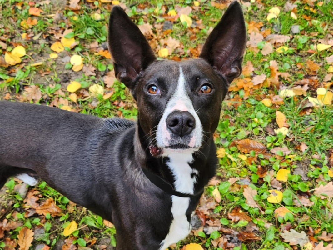 Photo #1 de Polisson