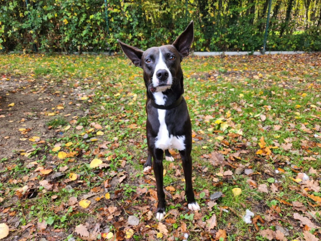 Photo #2 de Polisson