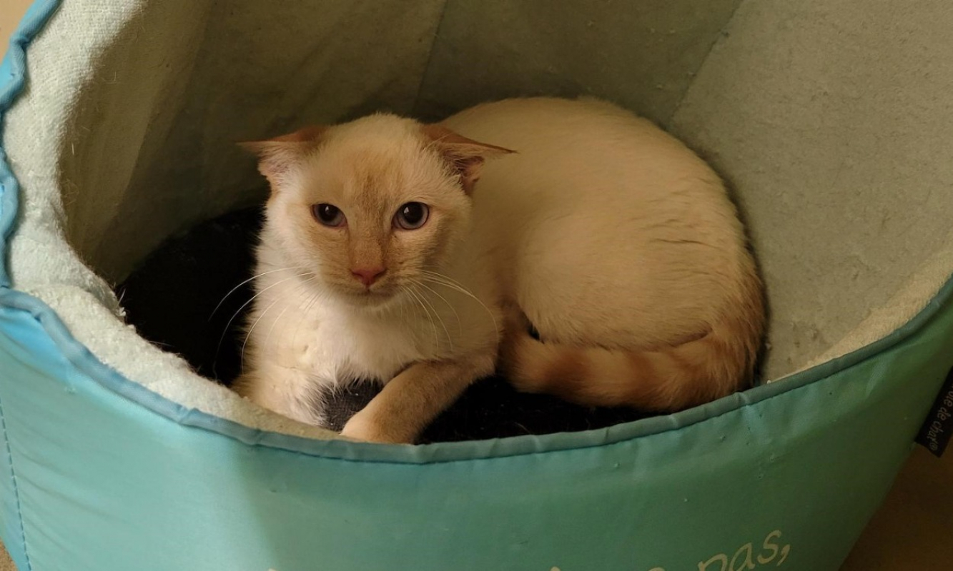 Photo de Michelangelo