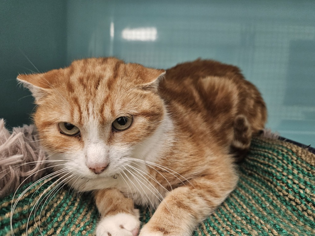 Photo #1 de Maigrichon