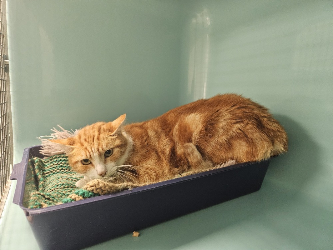 Photo #2 de Maigrichon