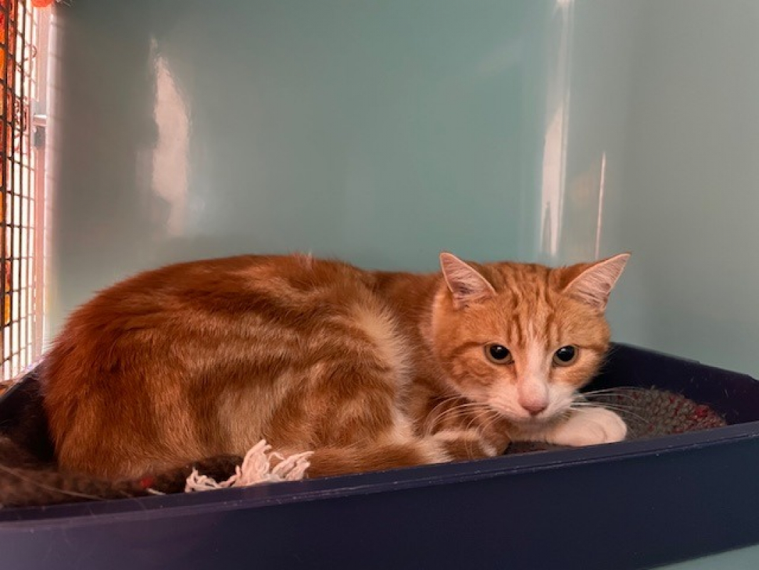 Photo #1 de Maigrichon