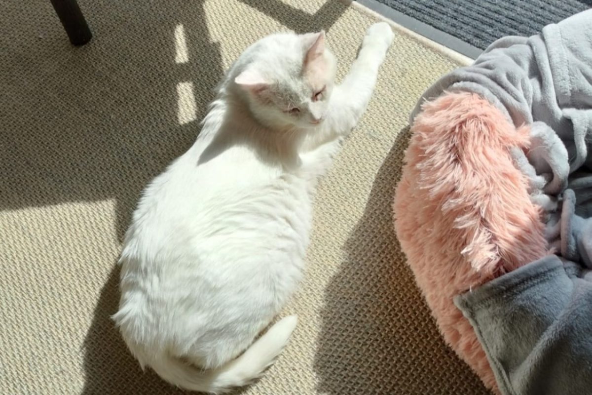 Fenouil - Chat Européen à adopter