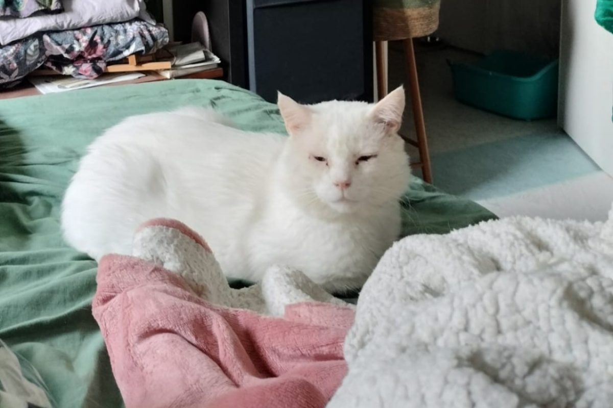 Fenouil - Chat Européen à adopter - photo 2