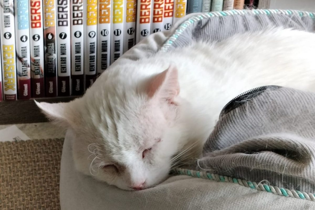 Fenouil - Chat Européen à adopter - photo 3