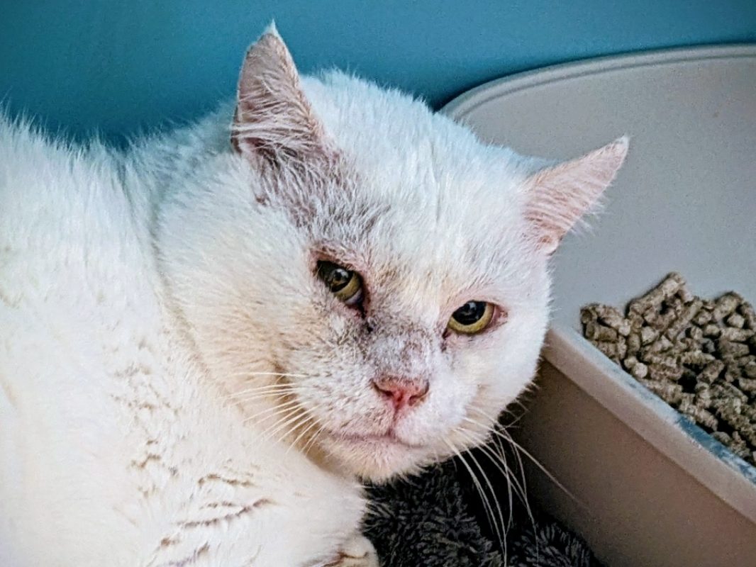 Fenouil - Chat Européen à adopter - photo 4
