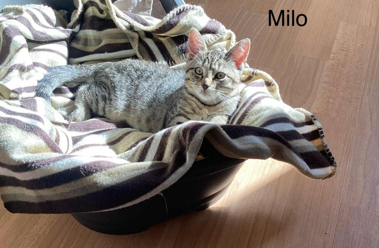 Photo de Milo