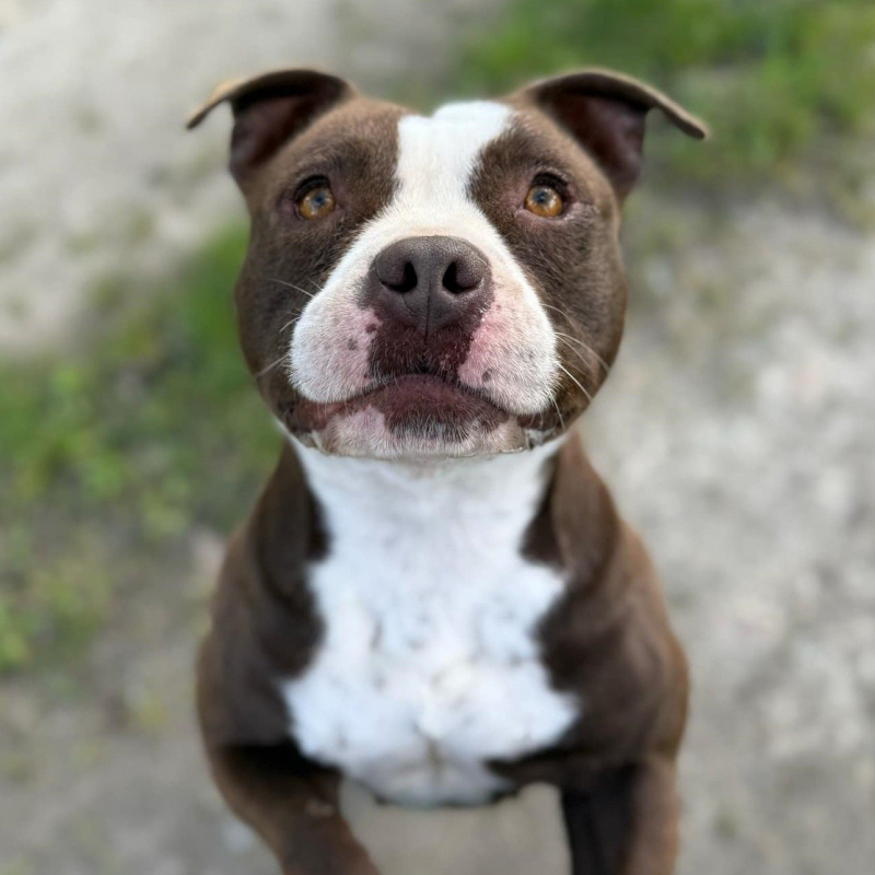 Photo de Pâquerette
