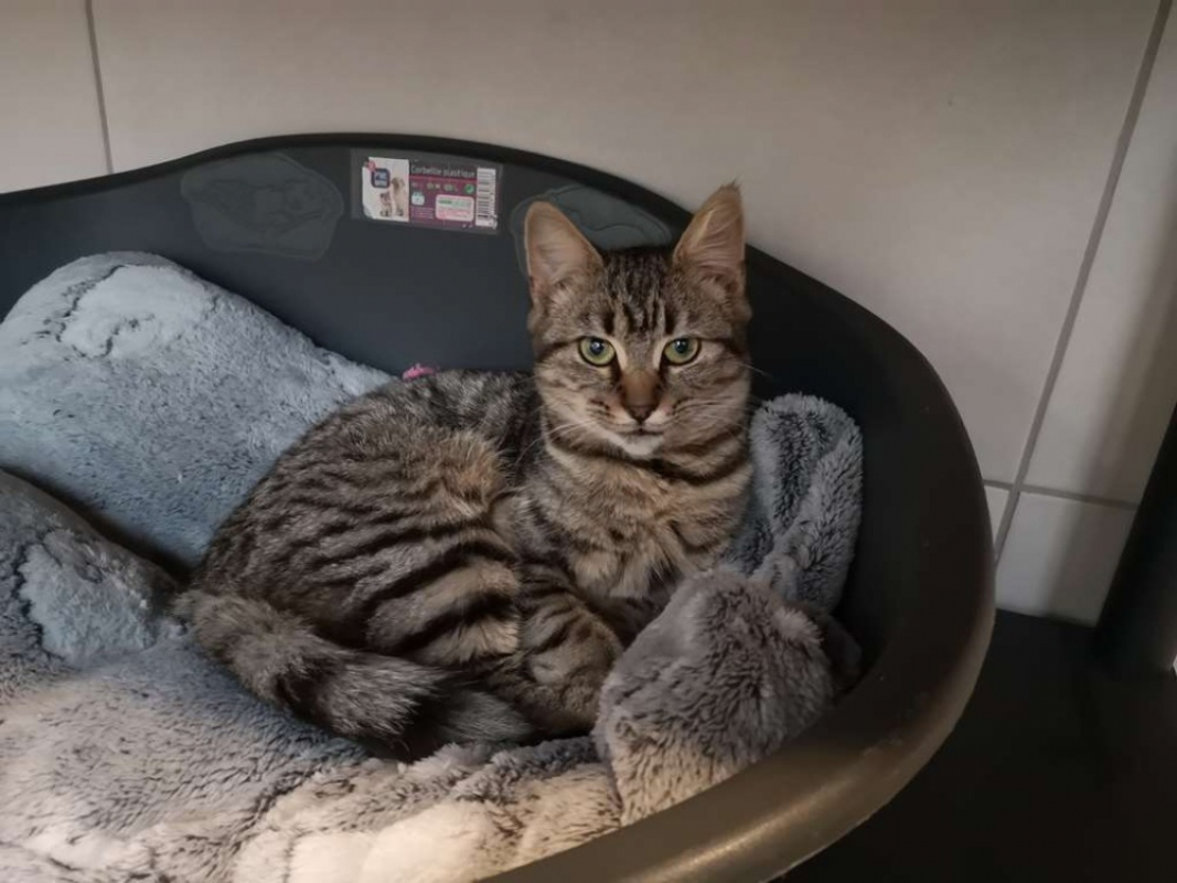 Photo de Réservé sirène