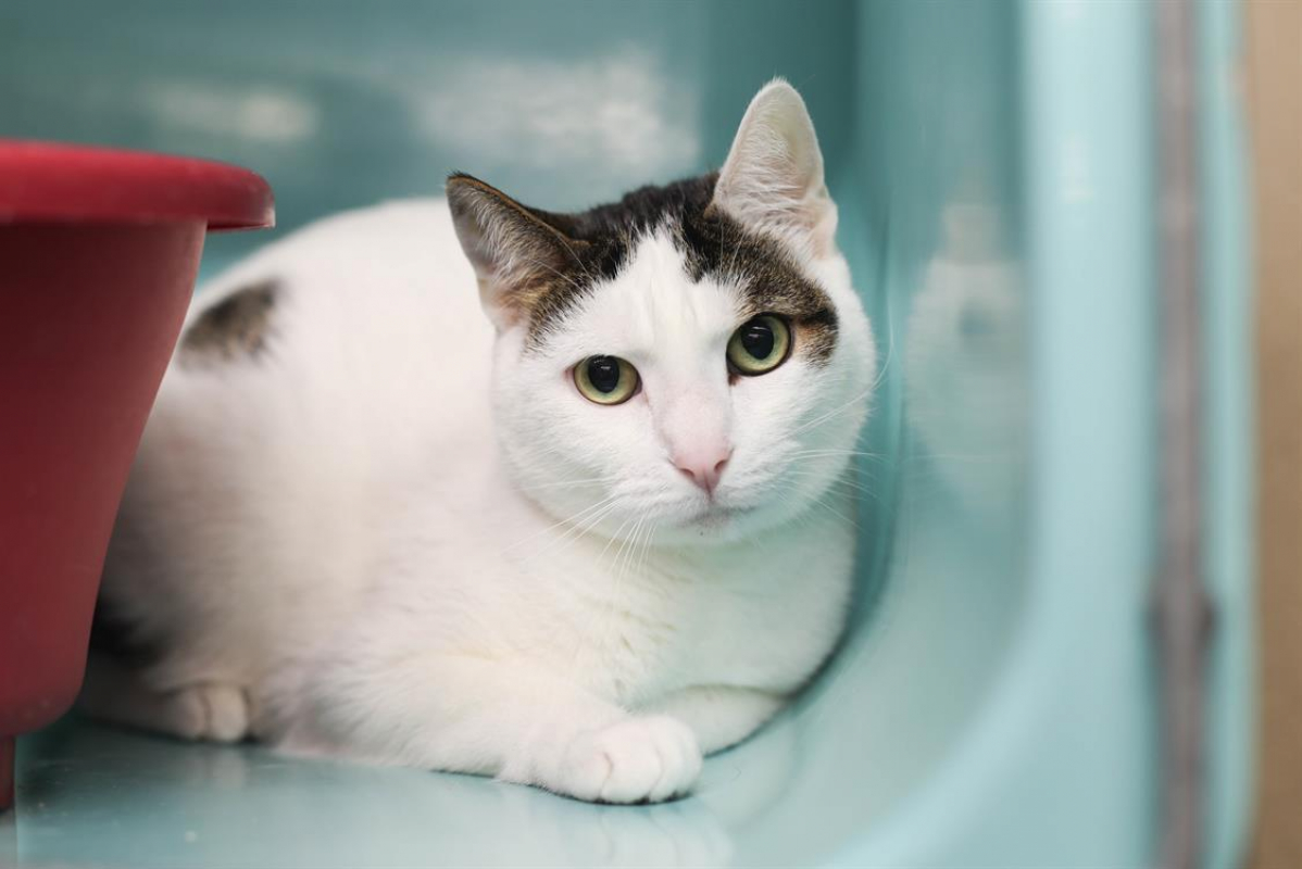 Photo de Kirikou dit milka