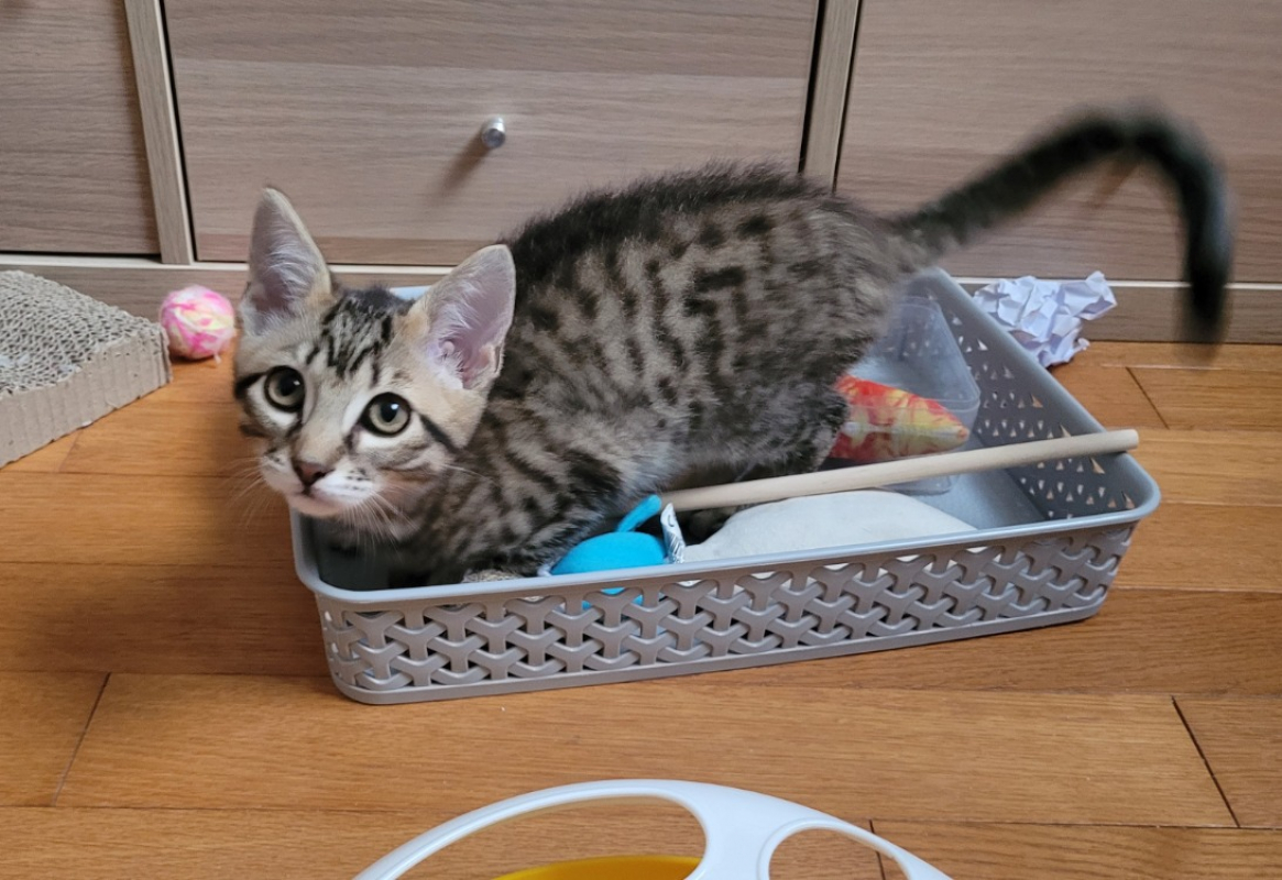 Photo #1 de Starlink