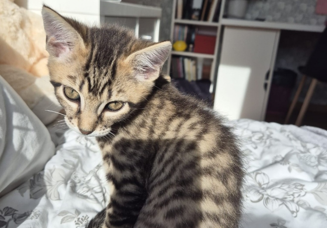 Photo #2 de Starlink