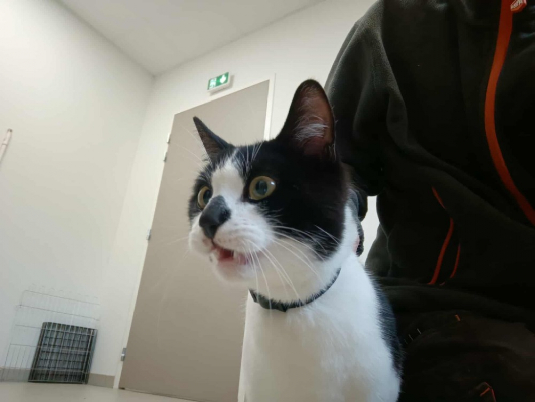 Photo #1 de Carapate