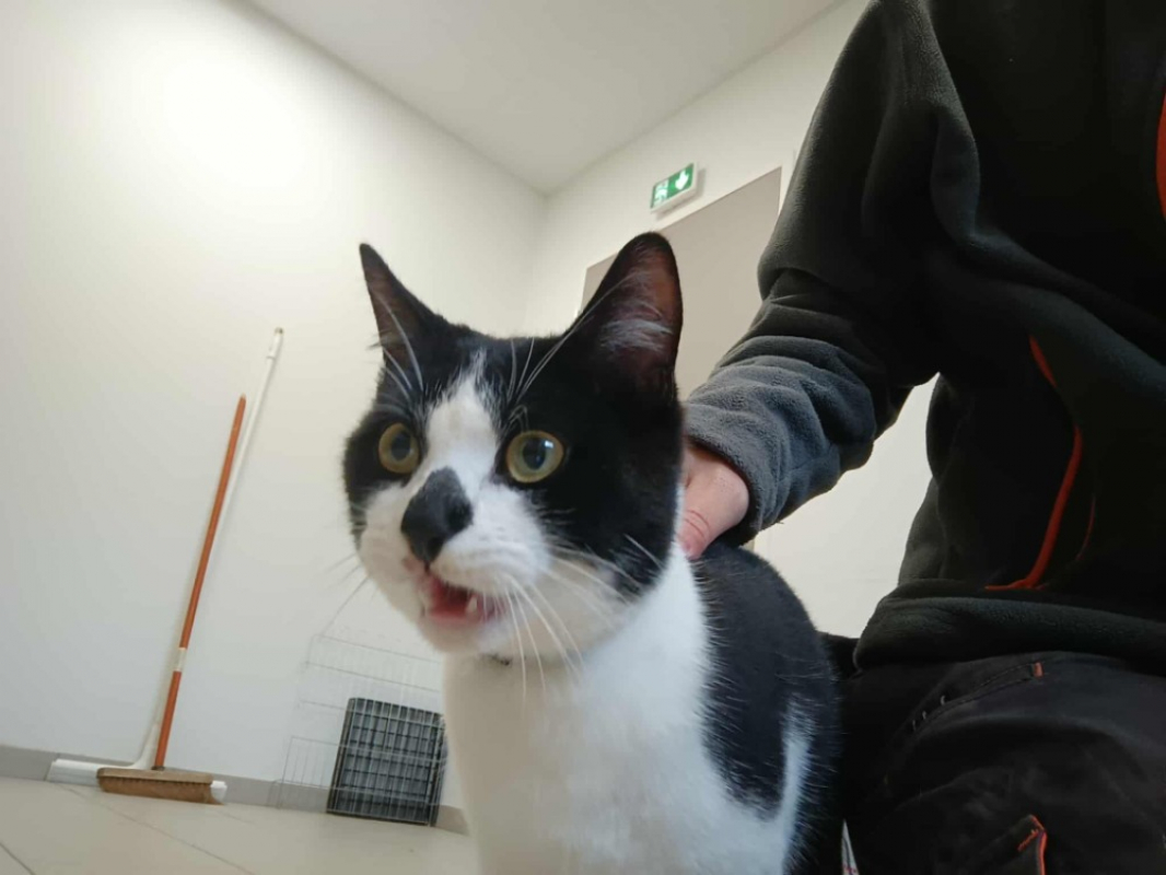 Photo #2 de Carapate