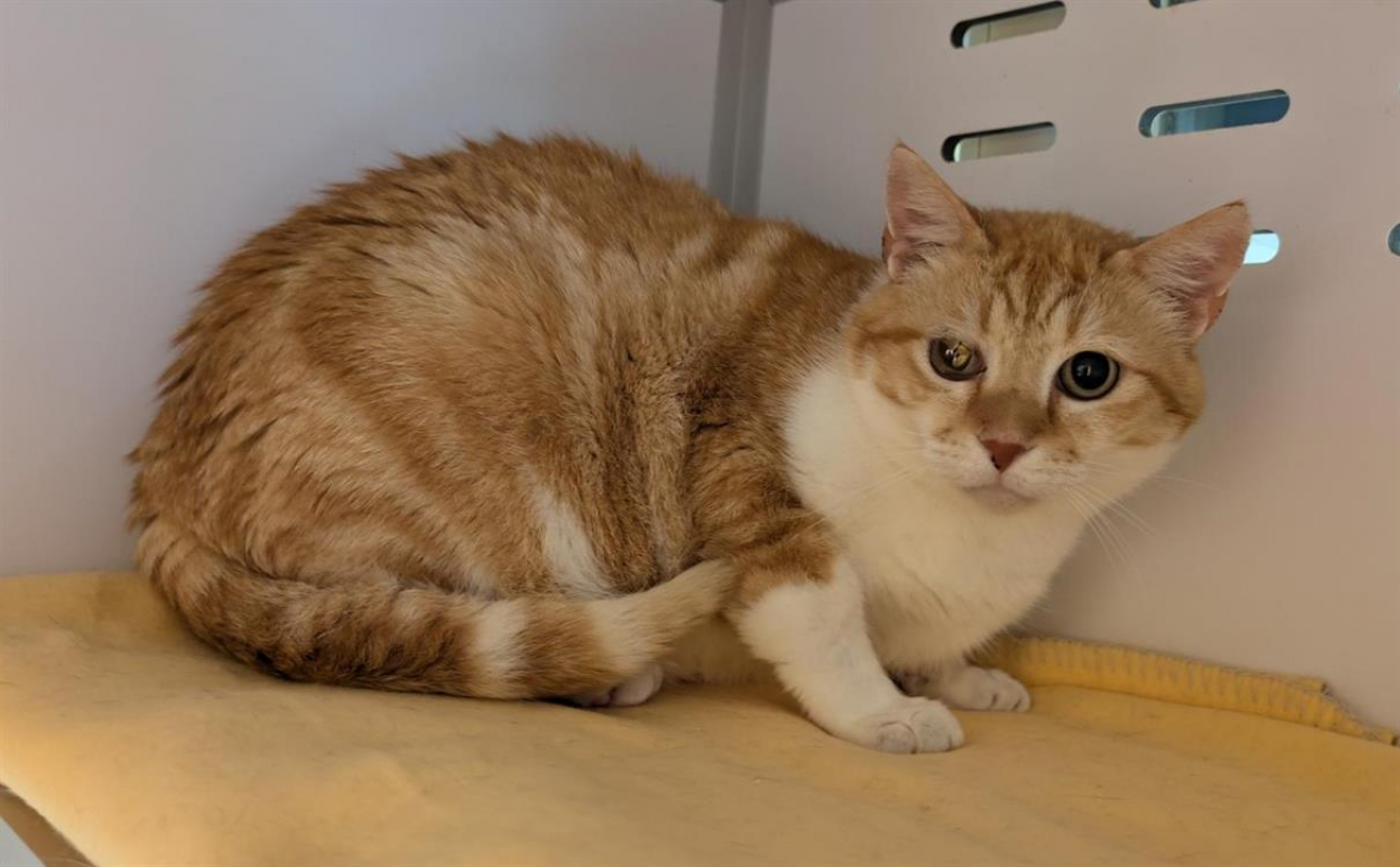 Photo #1 de Chat'gath