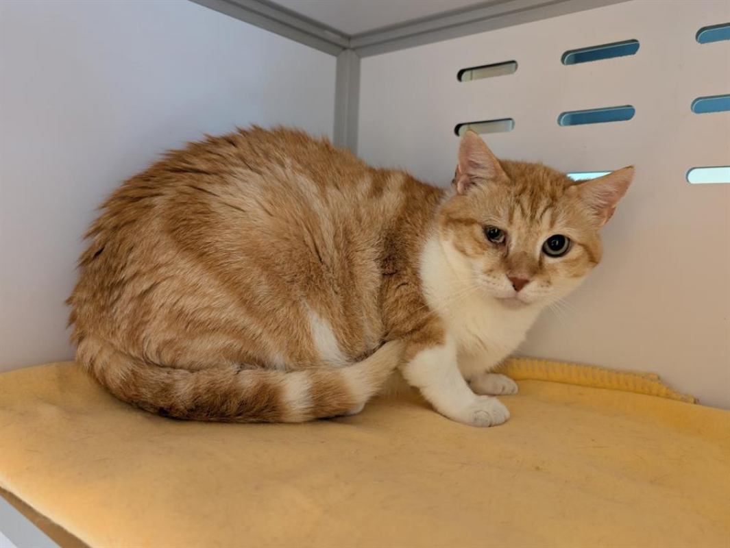 Photo #2 de Chat'gath