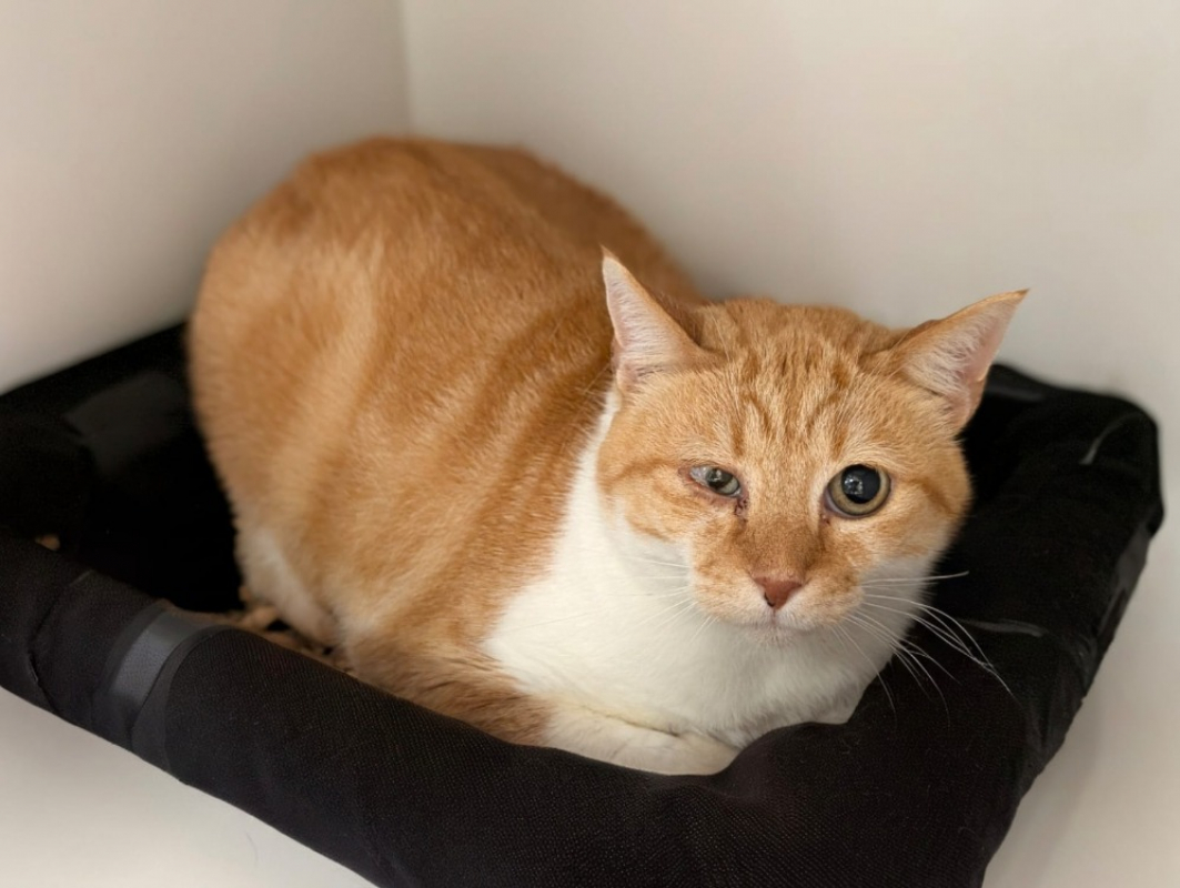 Photo #1 de Chat'gath