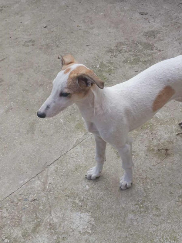 Photo #1 de Estrella 