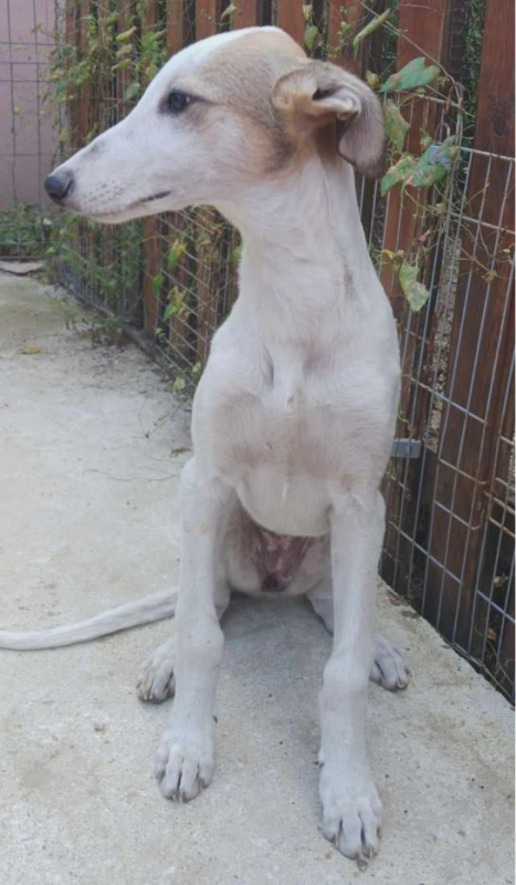 Photo #2 de Estrella 