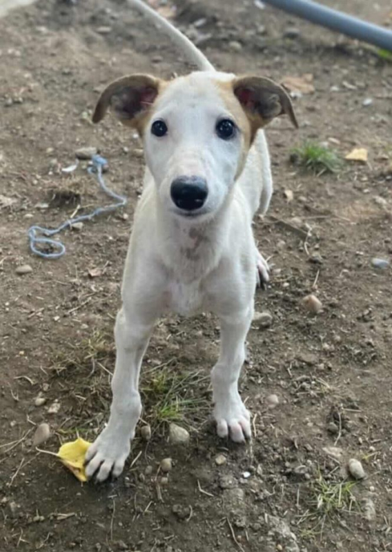 Photo #4 de Estrella 