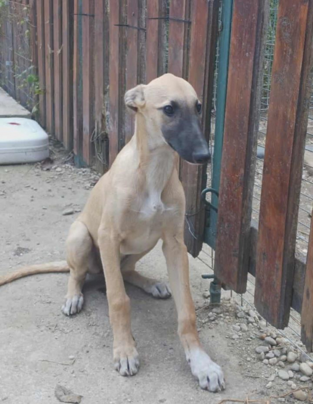 Photo #3 de Mariposa 