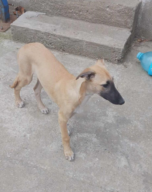 Photo #4 de Mariposa 