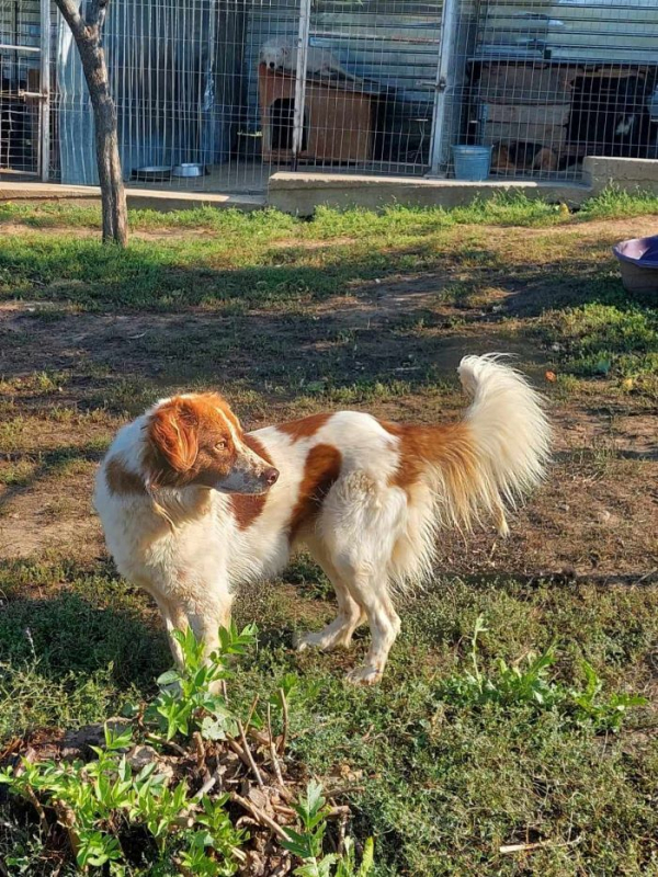 Photo #1 de Vick (Obélix)