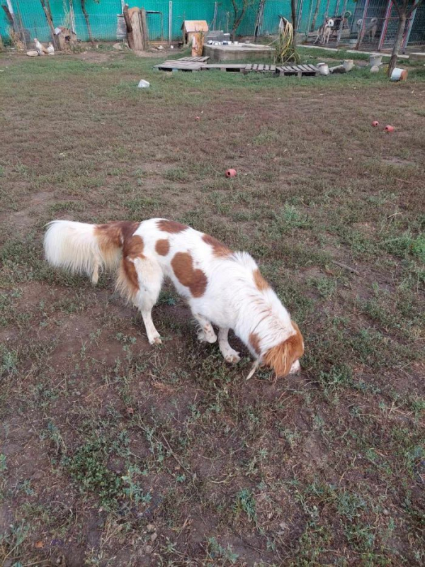 Photo #3 de Vick (Obélix)