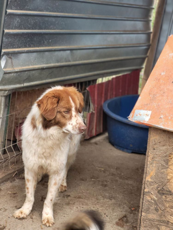 Photo #4 de Vick (Obélix)