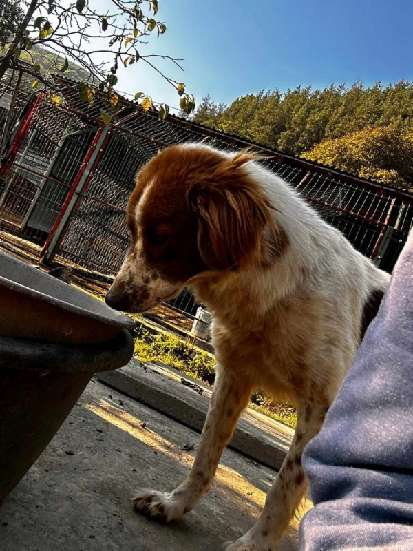 Photo #2 de Vick (Obélix)