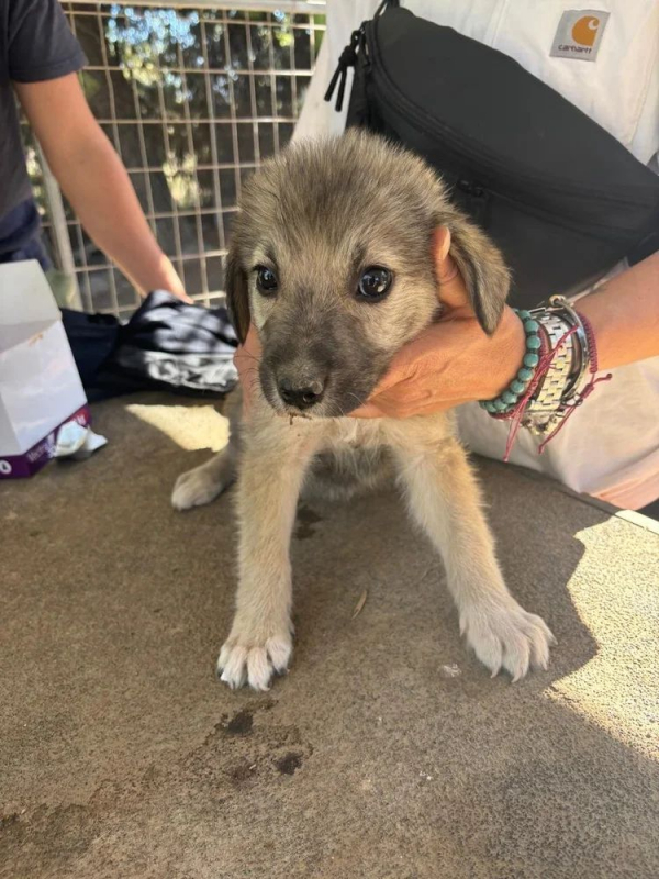 Photo #1 de charlotta