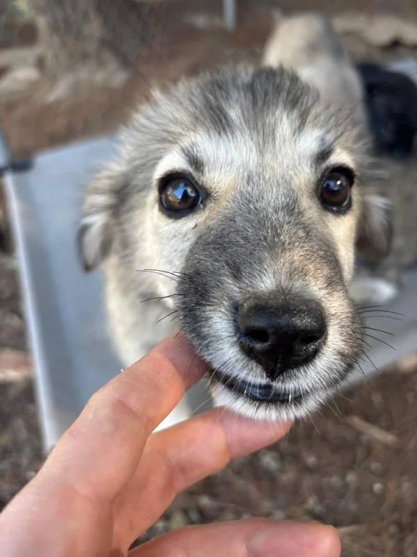 Photo #2 de charlotta