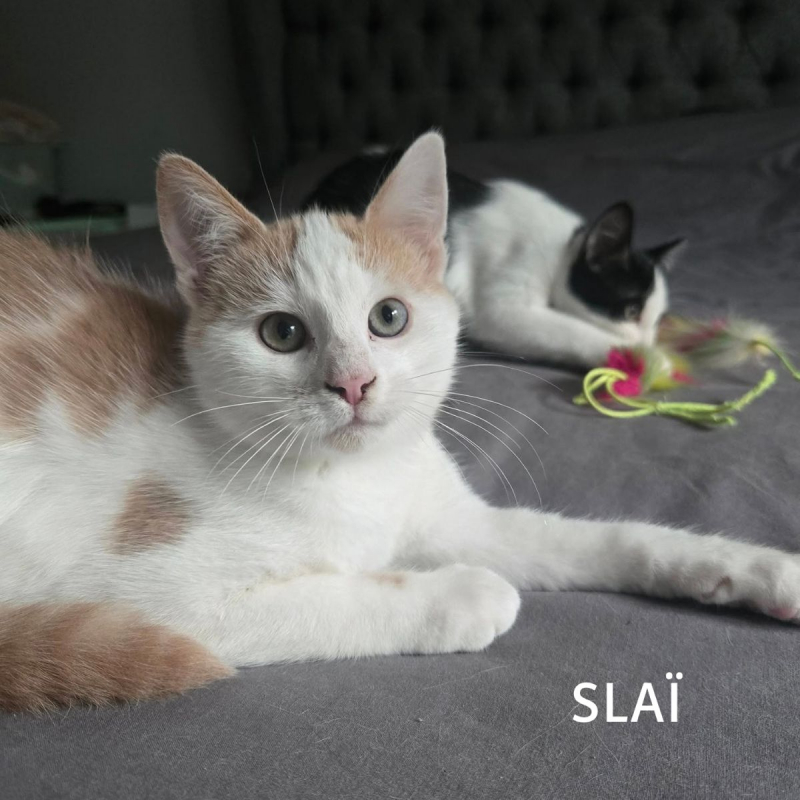 Photo #2 de SLAï