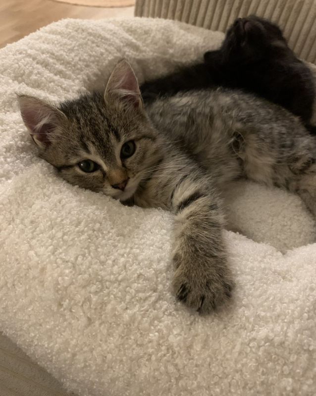 Photo #2 de ASTROCHAT