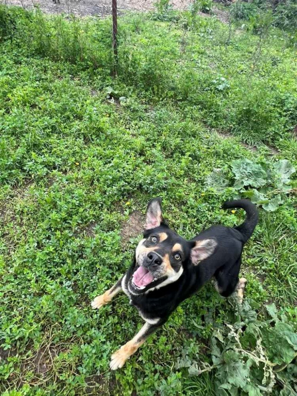 Photo #1 de Petitpois 