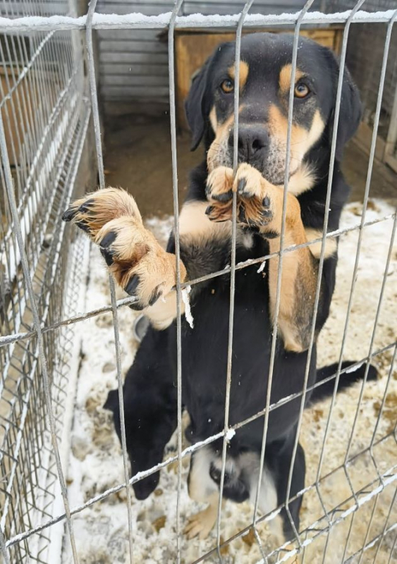 Photo #2 de Petitpois 