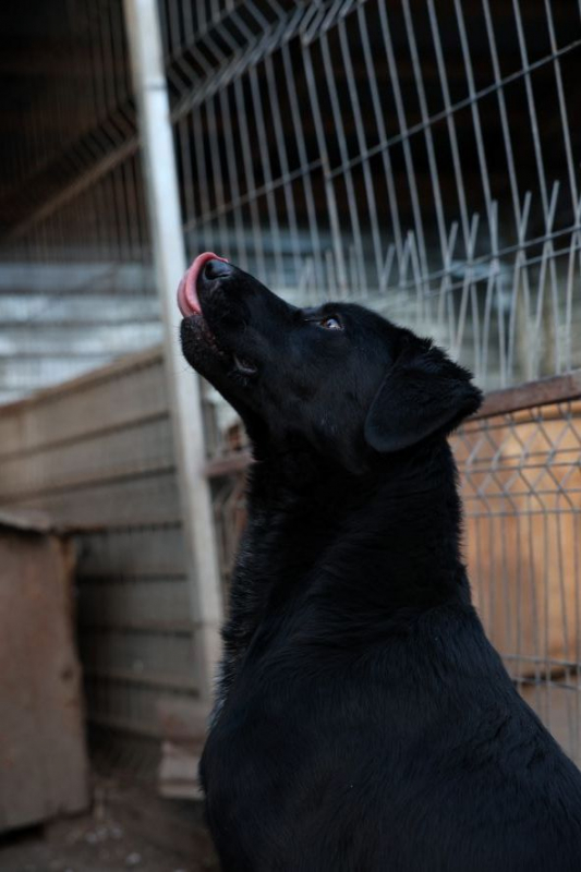 Photo #9 de Nero