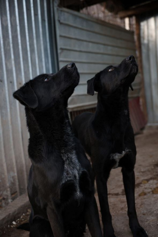 Photo #8 de Nero
