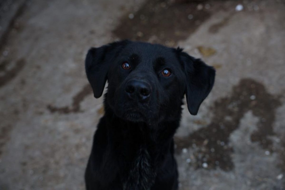 Photo #6 de Nero