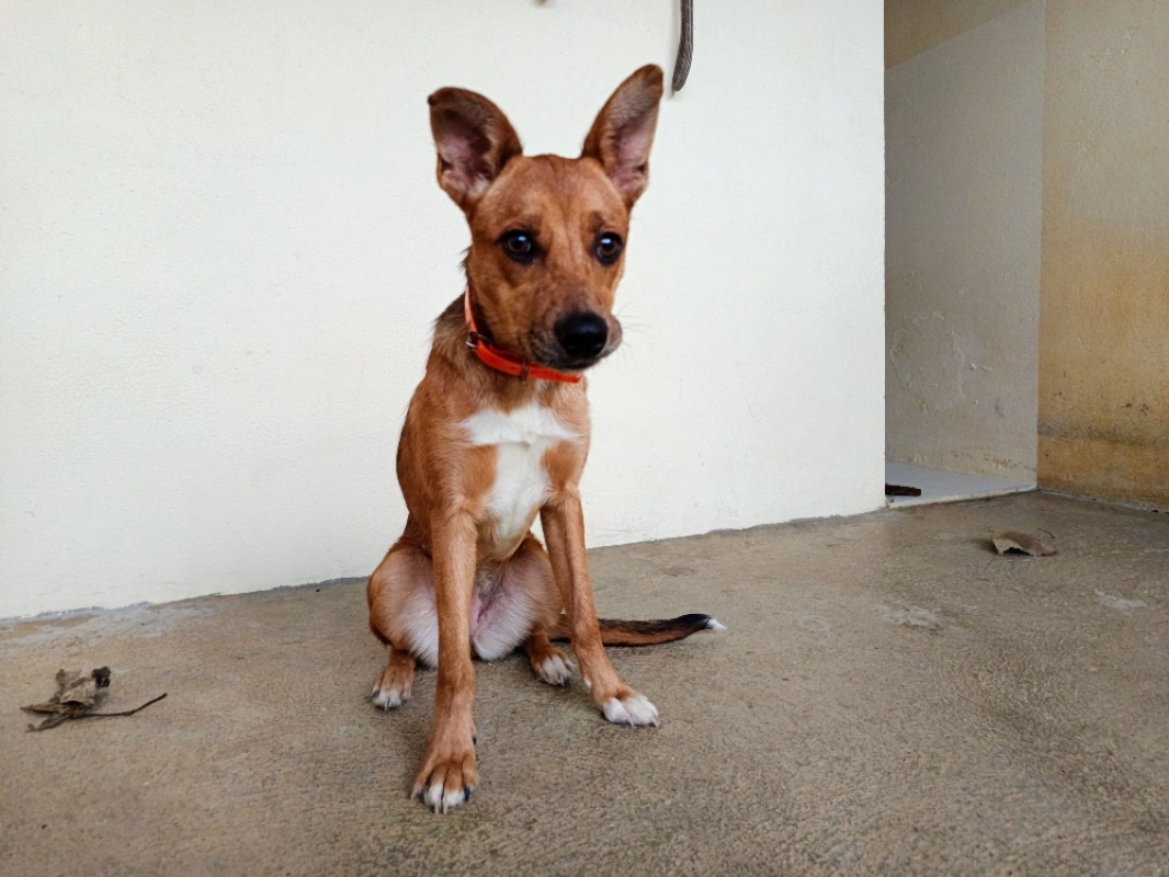 Photo #1 de Diablesse