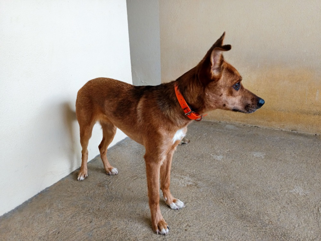 Photo #2 de Diablesse