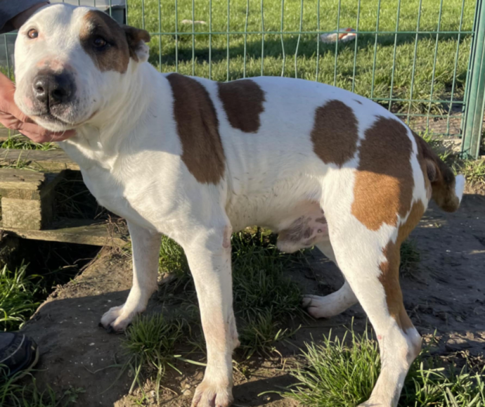 Photo #1 de Rondoudou