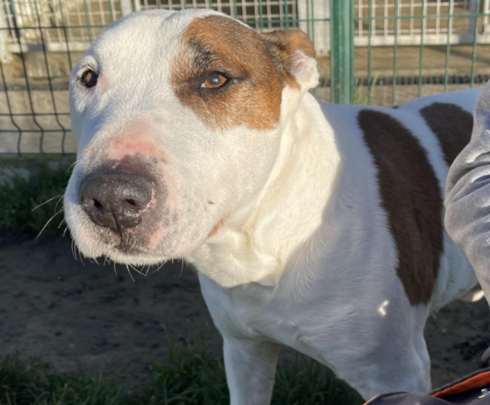 Photo #3 de Rondoudou