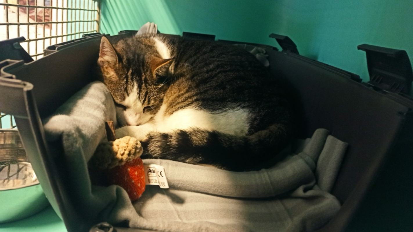 Photo #2 de Charmant